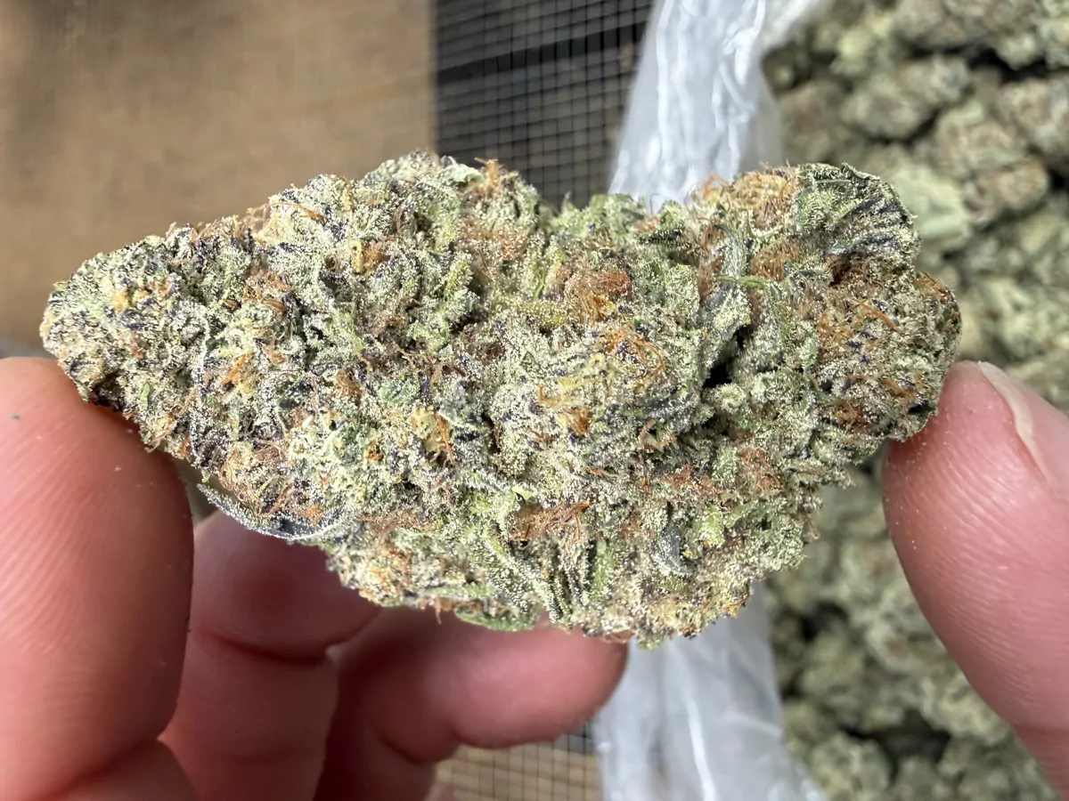 Icc Flower